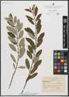 Foto von Salix triandra subsp. amygdalina (L.) Schübl. & G. Martens